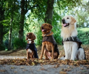 Shop Dogs