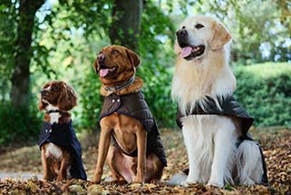 Dogs