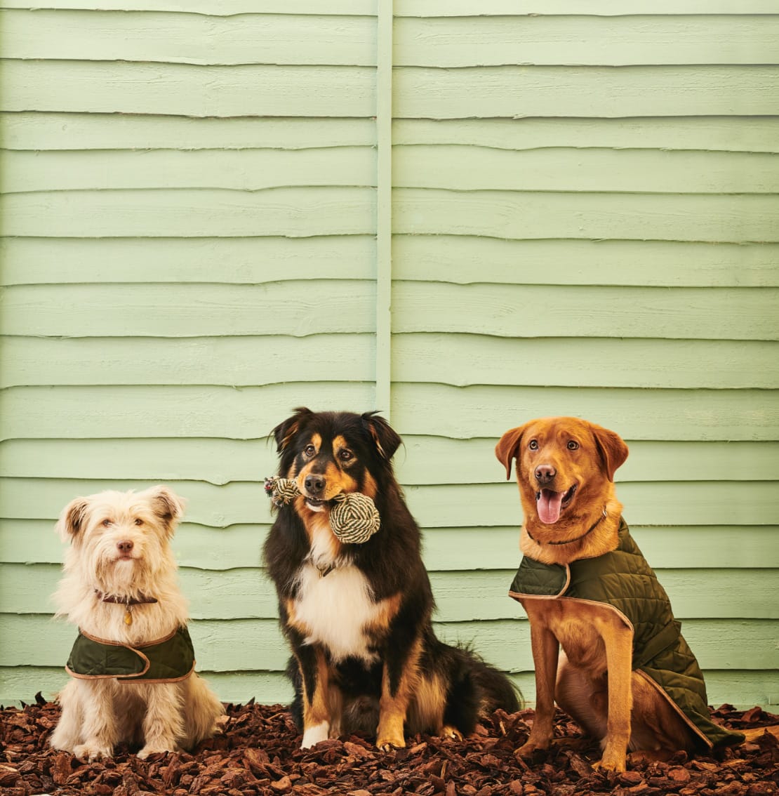 Shop Pet Accessories