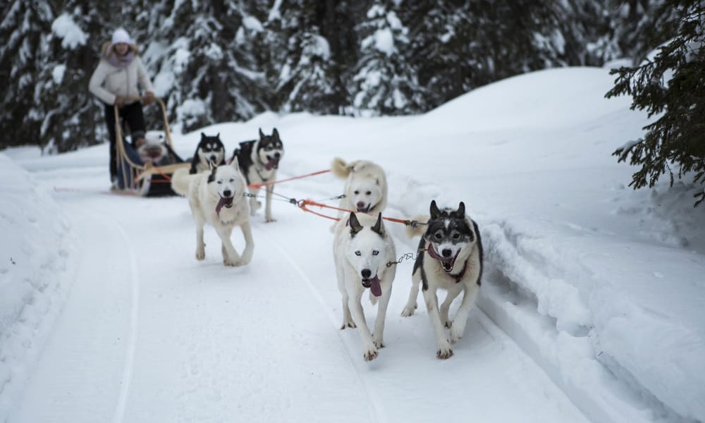 Dog Sledding Finland