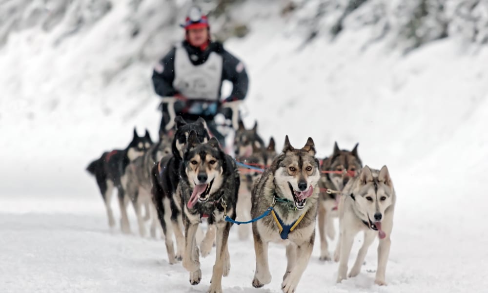 Dog sledding Scotland
